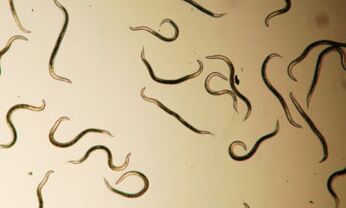 parassiti che vivono nel corpo umano
